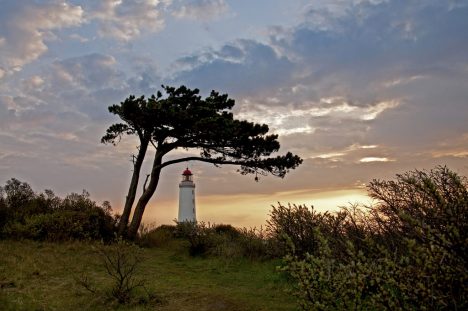 Windflüchter wie hier auf Hiddensee zeigen, wie anpassungsfähig Bäume sind