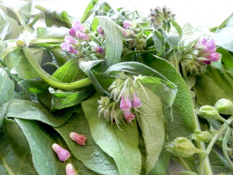 Aus Beinwell-Blüten und Blättern lässt sich Tee brauen. Besonders wirksam ist das Pulver der langen Wurzeln. Foto (C) Irmgard Brottrager