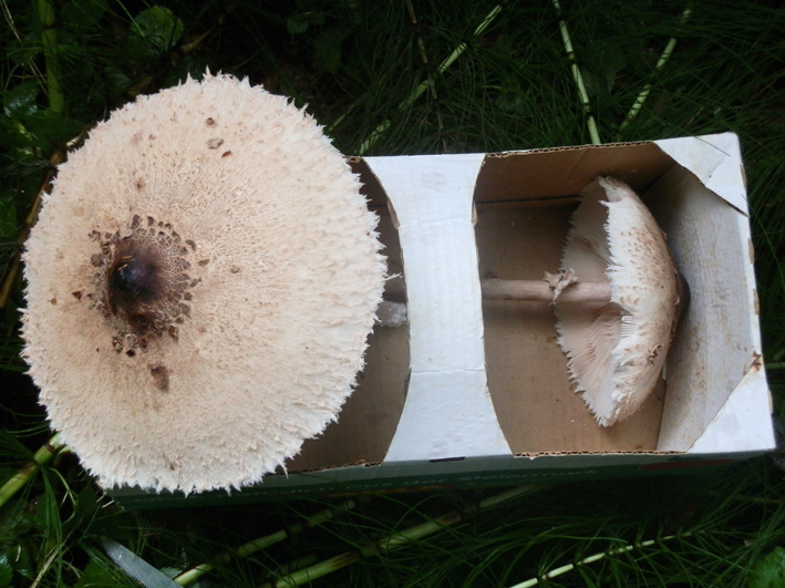 Der Parasol darf bei einem Pilz-Verzeichnis natürlich nicht fehlen. Foto (C) Irmgard Brottrager