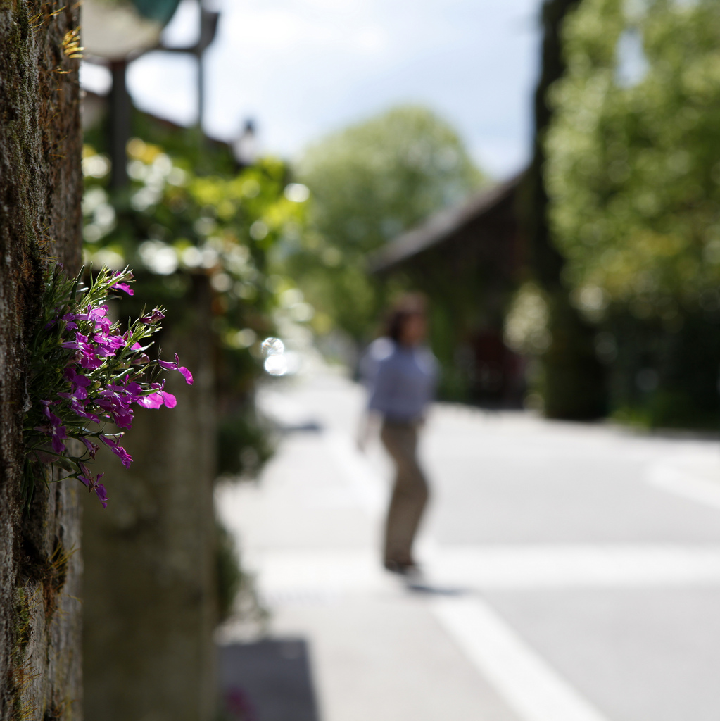 Mauerblümchen: Das mildere lokale Klima in unseren urbanen Zentren lässt so manchen Spezialisten unter den Pflanzen wachsen