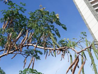 Moringa-Schoten an einem Meerrettichbaum, Moringa oleifera