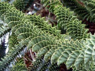 Affenschwanzbaum oder Araukarie, Araucaria araucana