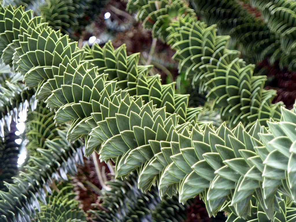 Affenschwanzbaum oder Araukarie, Araucaria araucana