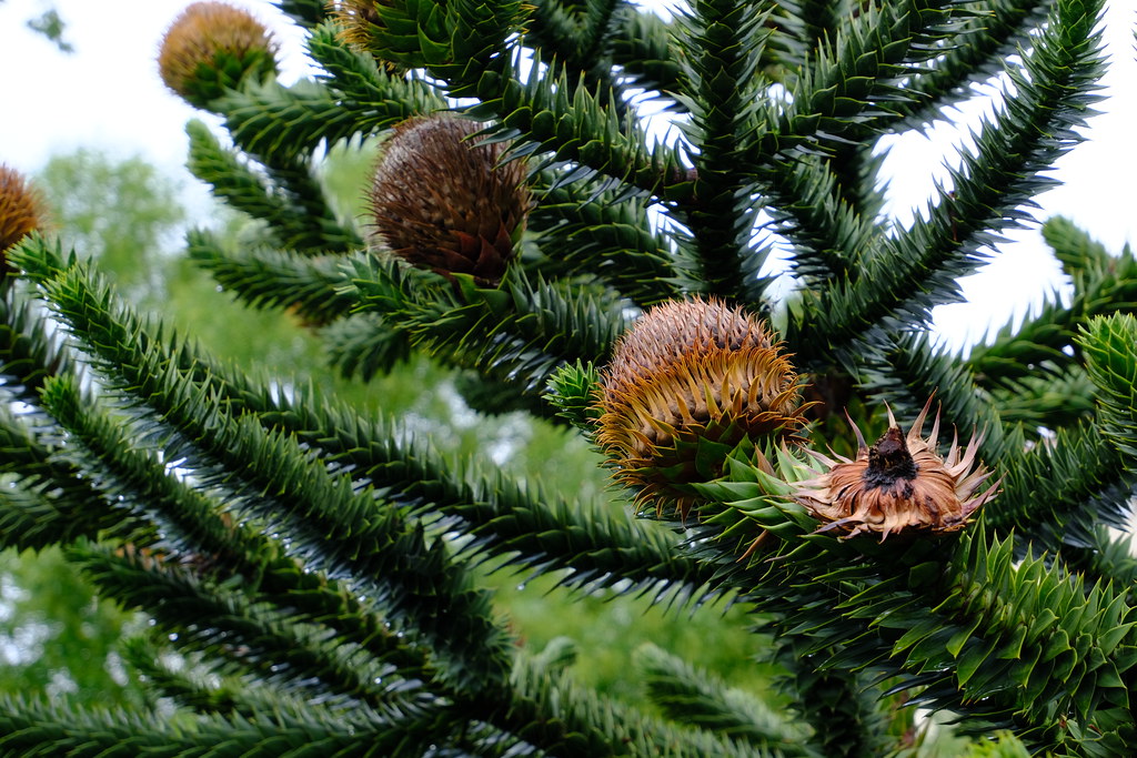 Zapfen und Samen der Chilenischen Araukarie
