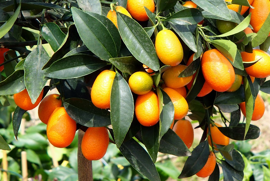 Früchte der Ovalen Kumquat, Fortunella margarita