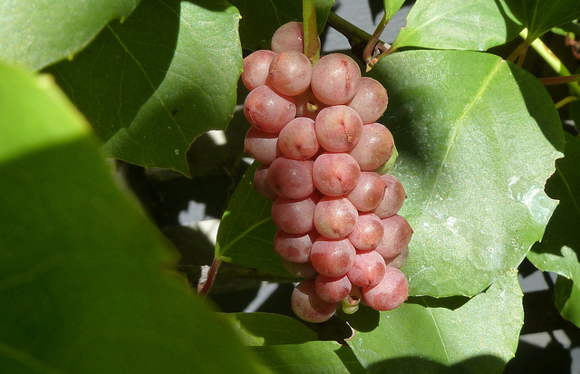 Schisandrabeeren
