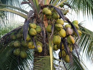 Kokospalme