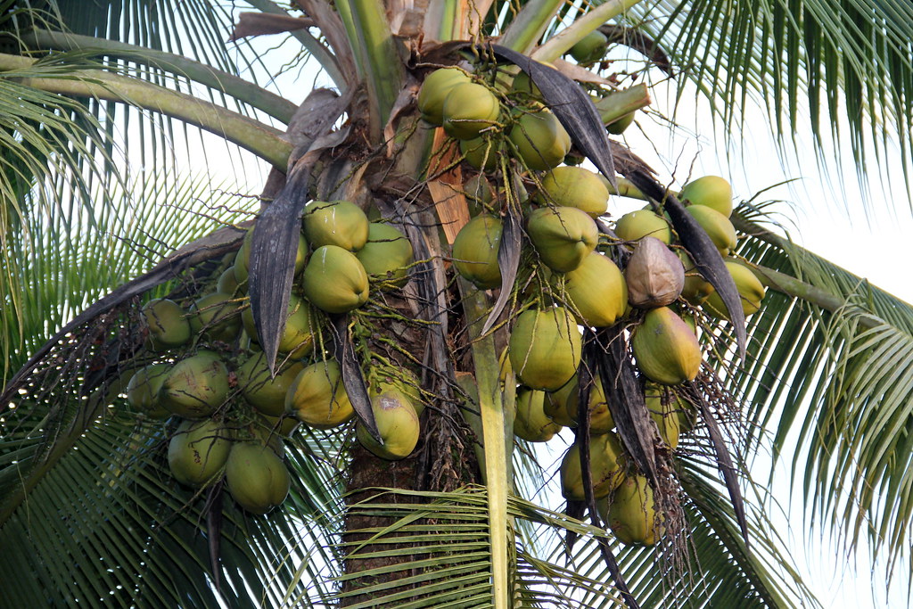 Kokospalme
