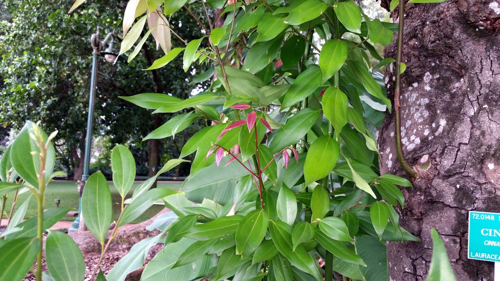 Zimtbaum (Cinnamomum Verum)