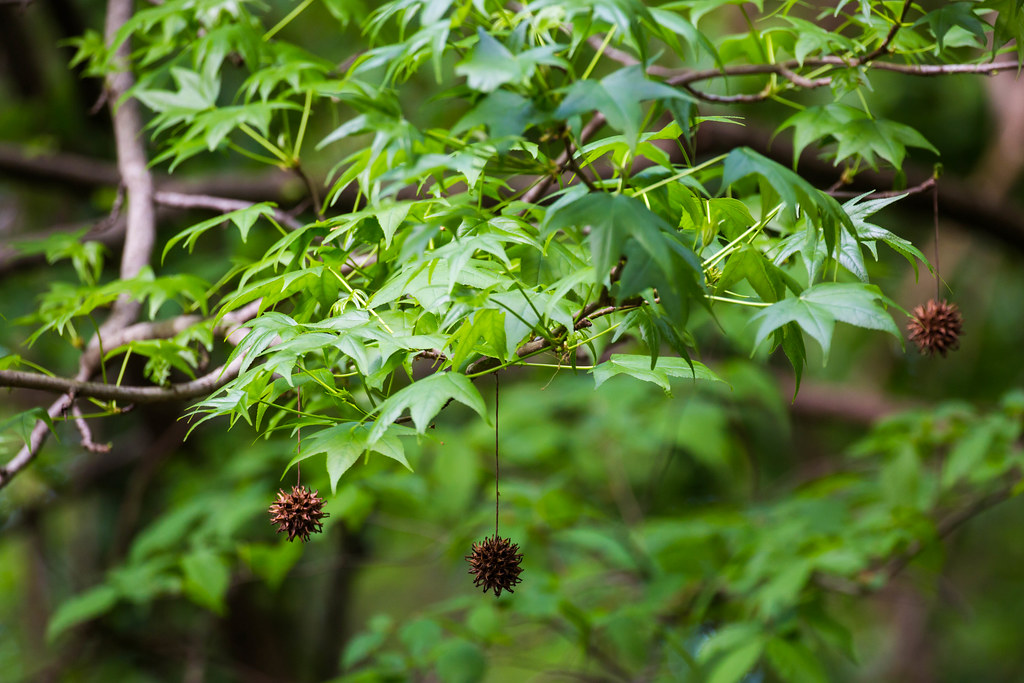 Amberbaum
