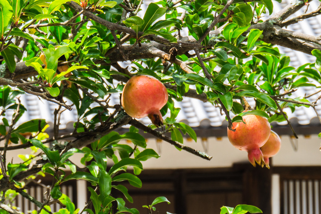 Granatapfelbaum