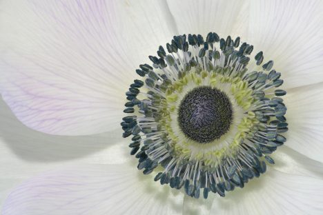 Die Natur ist einfach und komplex zugleich. Foto (C) Rick Ligthelm / flickr