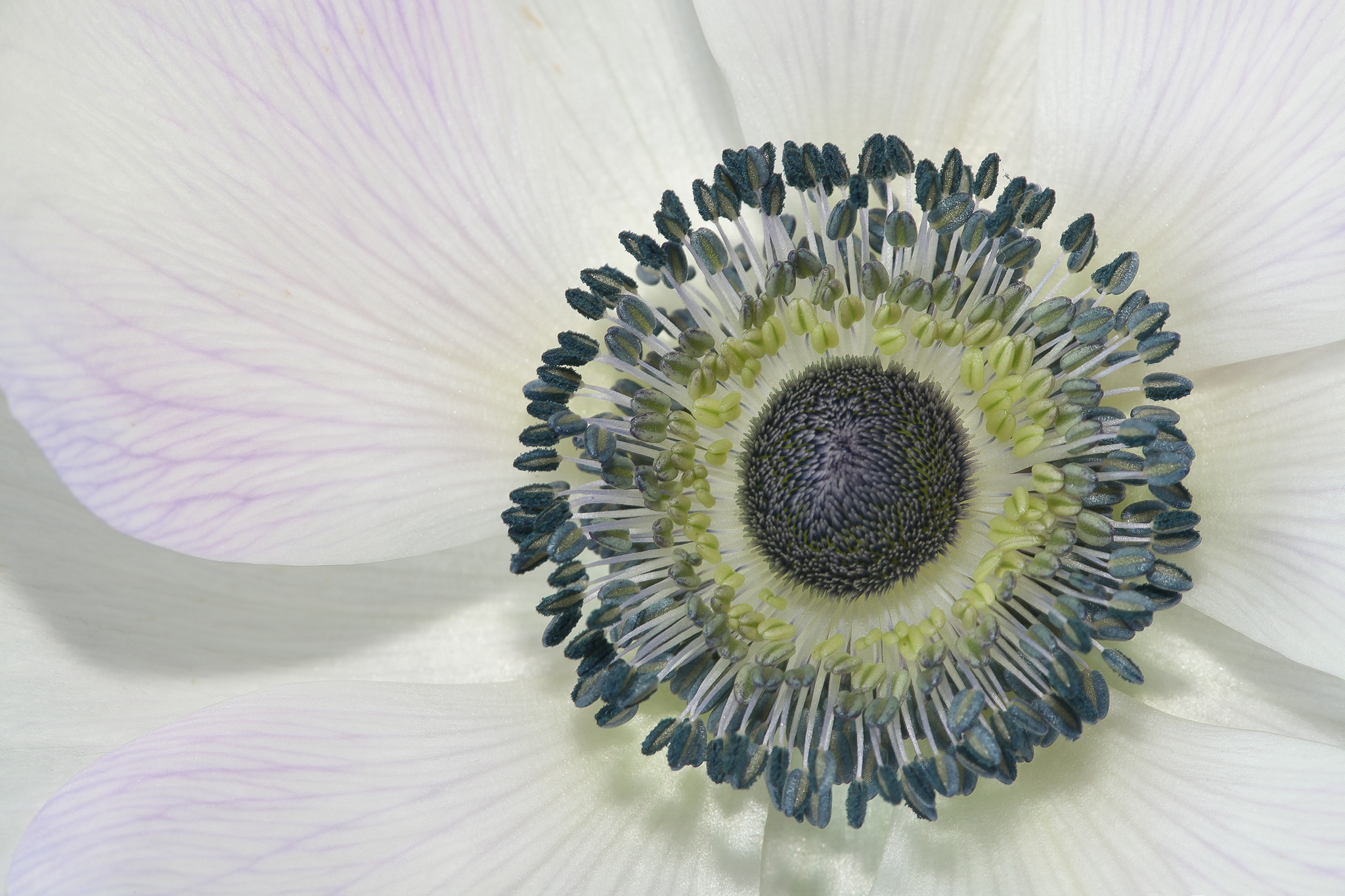 Die Natur ist einfach und komplex zugleich. Foto (C) Rick Ligthelm / flickr