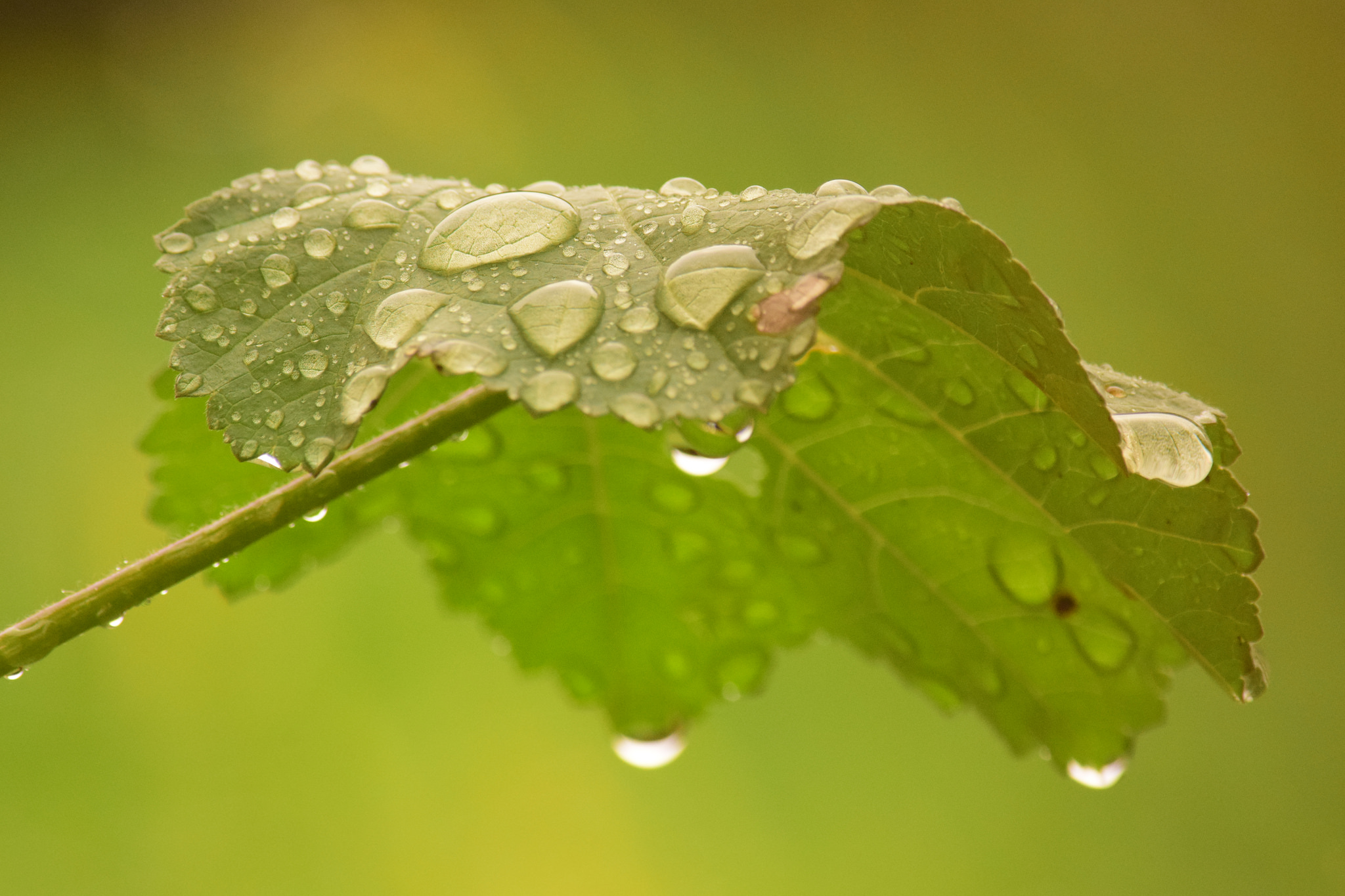 Die Leichtigkeit des Seins, Foto (C) Ama Strachan / flickr