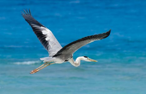 Nichts scheint leichter zu sein als Fliegen, Foto (C) Alessandro Caproni / flickr