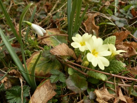 Frühlingsboten durchbrechen den Laub vom Vorjahr, Foto (C) Irmgard Brottrager
