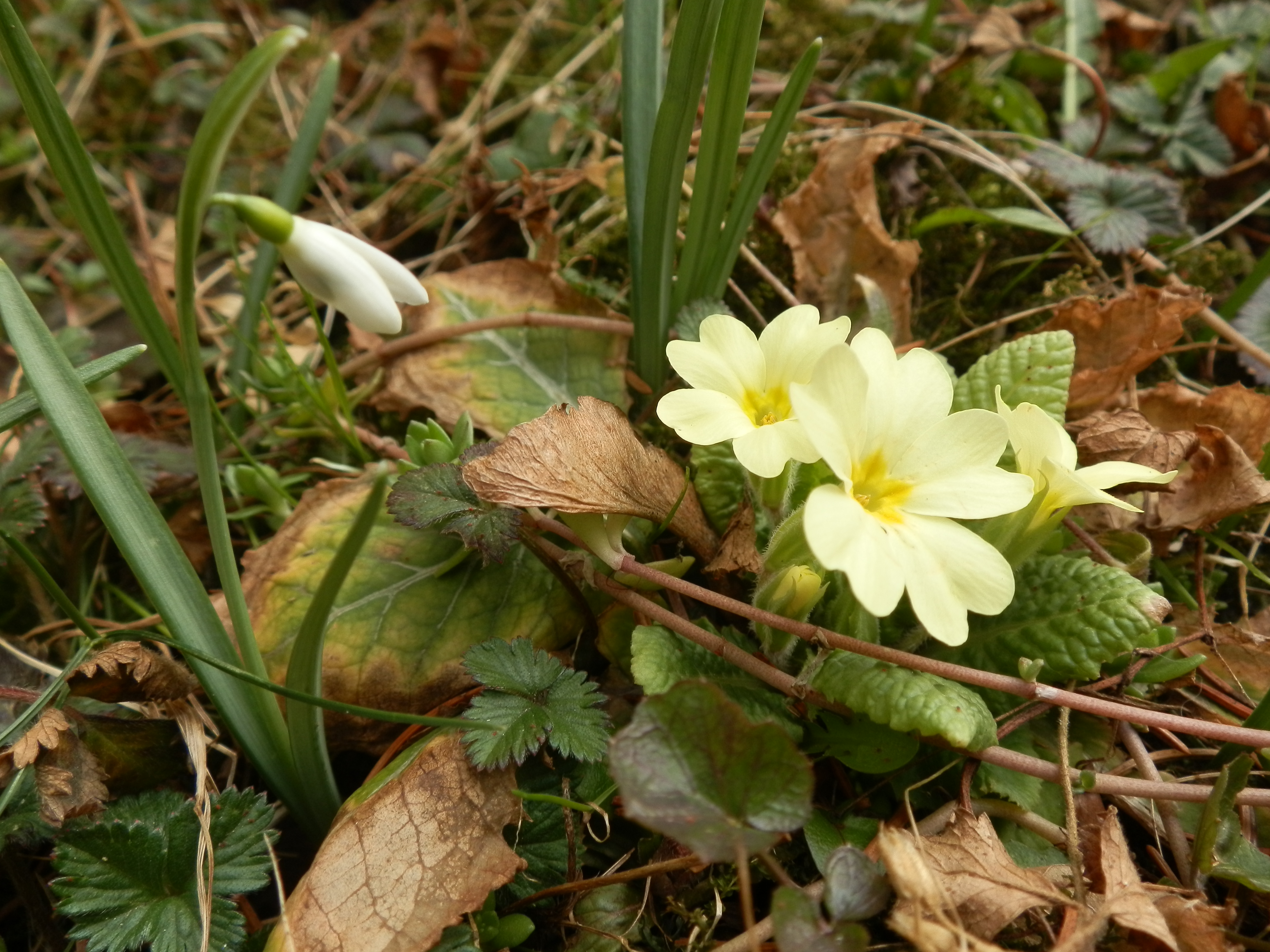 Frühlingsboten durchbrechen den Laub vom Vorjahr, Foto (C) Irmgard Brottrager