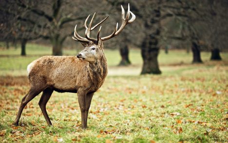 So ein kaptialer Hirsch ist ein besonderes Erlebnis, keine Frage. Foto (C) Peter Pham / flickr