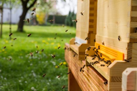 Hochbetrieb am Bienenstock, Foto (C) Rainer Stropek / flickr