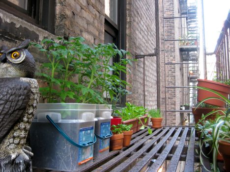 Selbstversorgung am Fluchtbalkon, Foto (C) Kristine Paulus / flickr