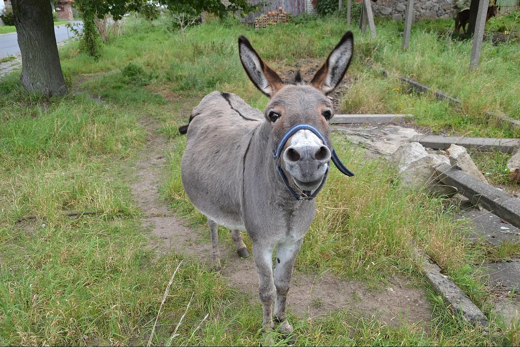 Leise, freundlich und 100% bio: Esel können bis 90 kg tragen. Foto (C) Thomas Kohler / flickr