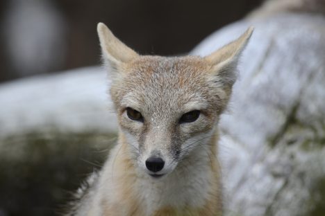 Junger Fuchs, Foto (C)Alias 0591 / flickr