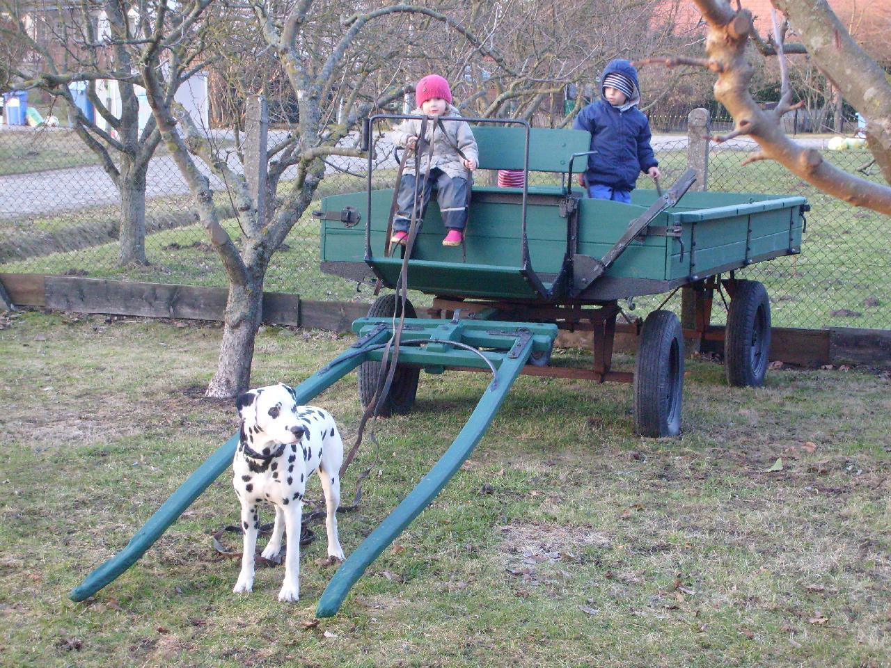 Pferdekutsche mit Hund, Foto (C) Thomas Kohler / flickr