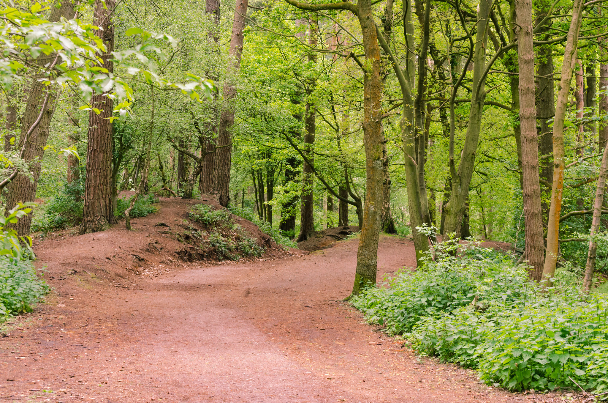 Freizeitwald mit Waldweg Foto (C) Filip Stepien / flickr