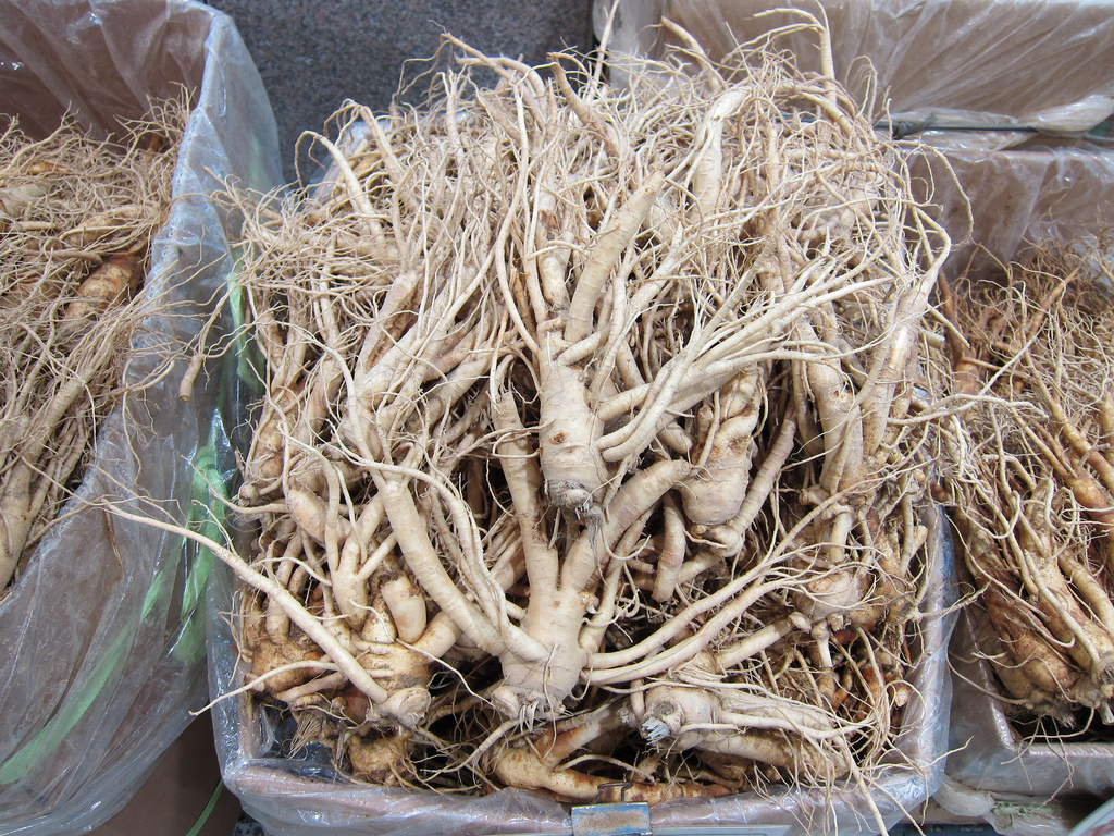 Ginseng-Wurzeln, Foto (C) Eugene Kim / flickr