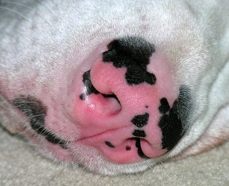Ein besonders hübsches Hundenäschen, Foto (C) Jon Hurd / flickr