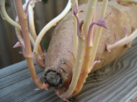 Yacon-Wurzel, Foto (C) Michael Coté / flickr