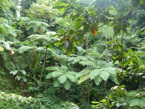 Ein echter Urwald-Dschungel ist nicht romantisch-schön, sondern ein undurchdringliches Dickicht. Foto (C) flickrtickr2009 / flickr