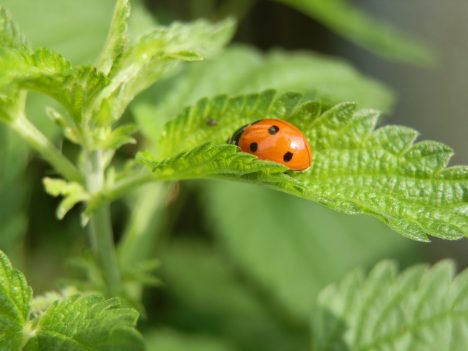 Marienkäfer sind wichtige Nützlinge, Foto (C) Irmgard Brottrager