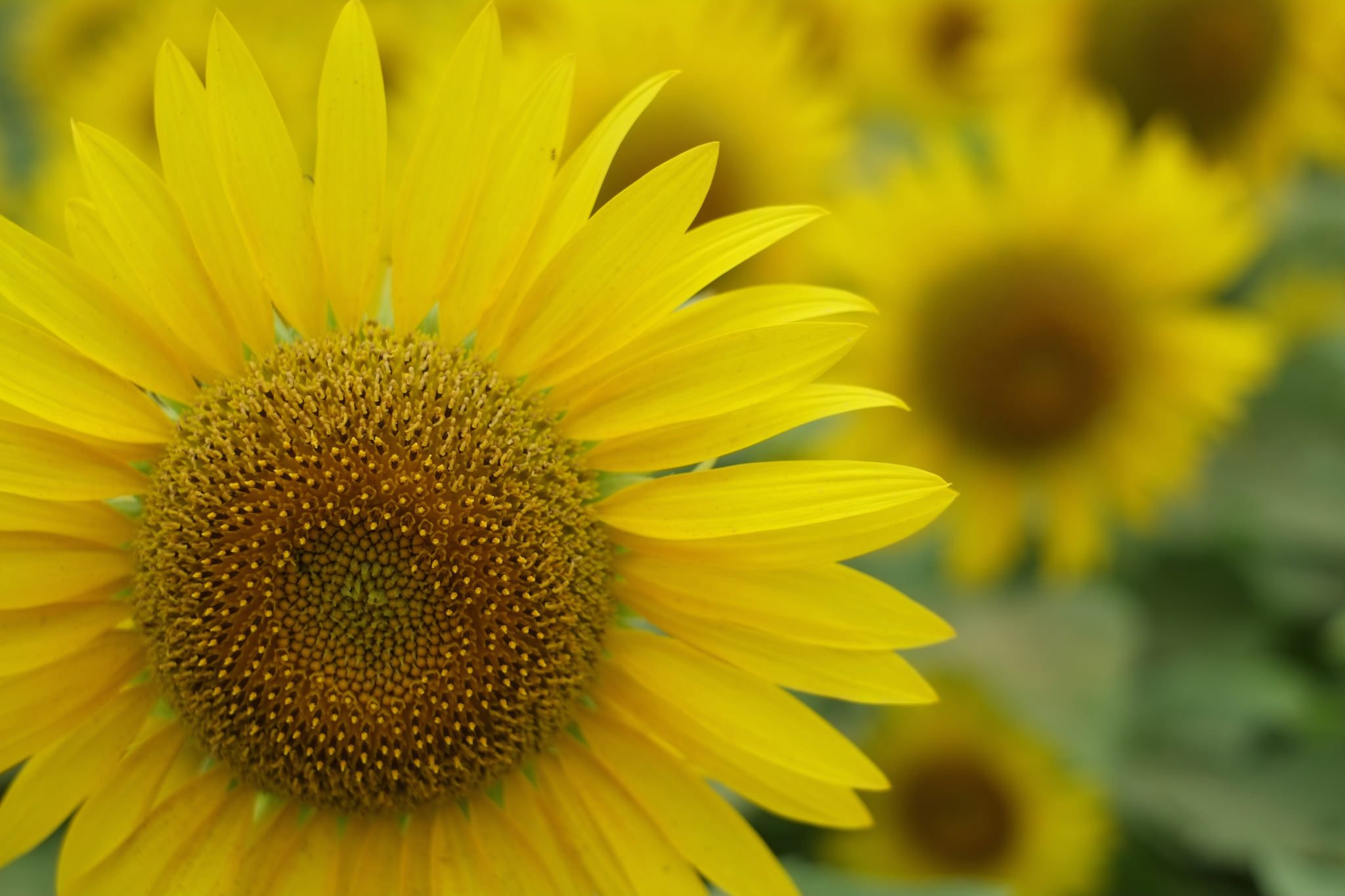 Gespeichertes Sonnenlicht in der Sonnenblume, Foto (C) Zengame / flickr