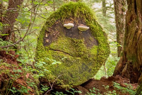 Im Wald kann man mit 3.000 negativen Ionen rechnen pro cm3 - im Gegensatz zu 150 in Innenräumen , Foto (C) Lee Coursey / flickr