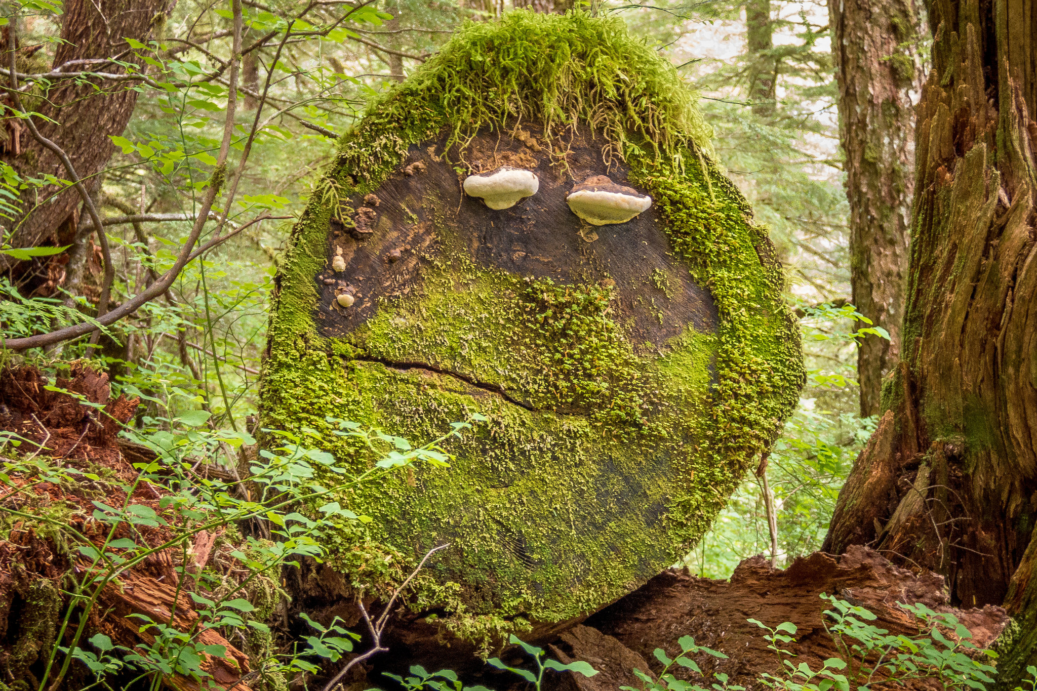Im Wald kann man mit 3.000 negativen Ionen rechnen pro cm2 - im Gegensatz zu 150 in Innenräumen , Foto (C) Lee Coursey / flickr