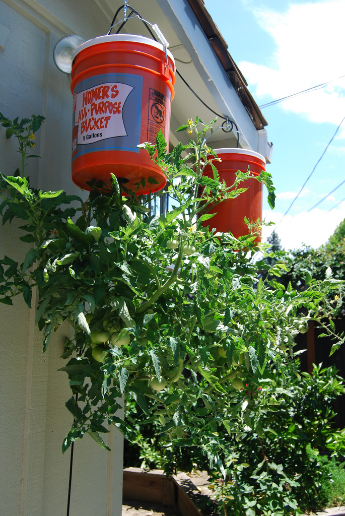 Tomaten wachsen unten aus Kübeln