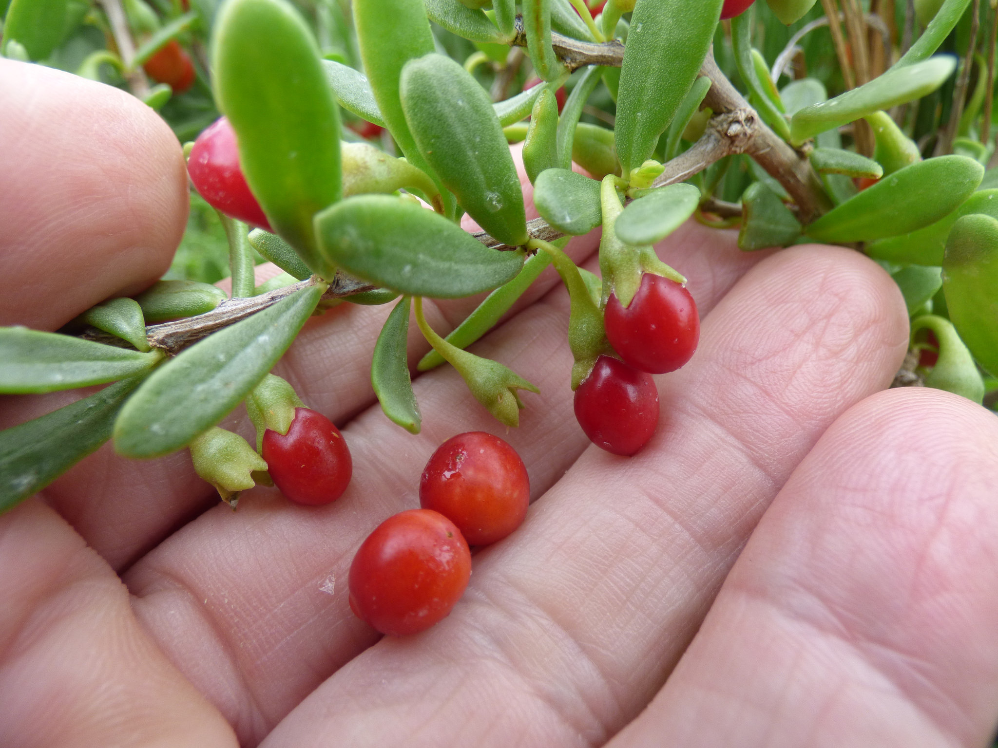 So sehen Gojibeeren im frischen Zustand aus. Foto (C) Forest Starr and Kim Starr / flickr