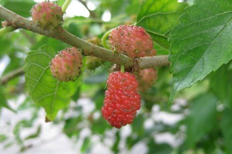Maulbeeren am Baum, Foto (C)Jessie Hirsch / flickr