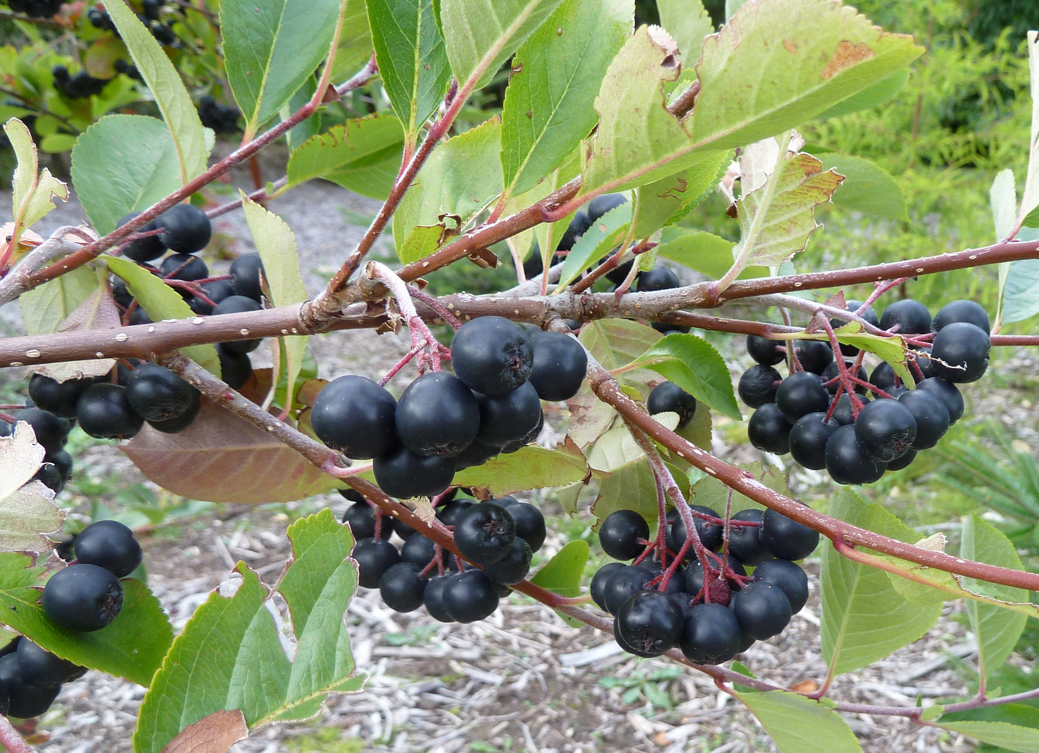 Reife Aroniabeeren am Strauch, Foto (C) Wendy Cutler / flickr