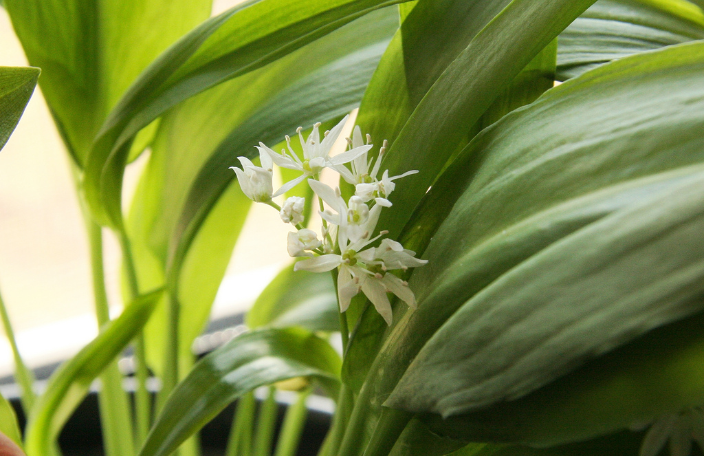 Bärlauch mit Blüten, Foto (C) Maja Dumat / flickr