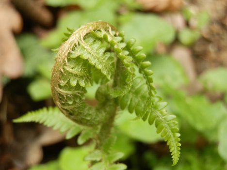 Deutet das spiralige Wachstum von Pflanzen darauf hin, dass die Raumzeit-Linie gekrümmt verläuft? Foto (C) Irmgard Brottrager