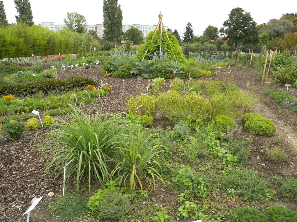 Großer, urbaner Gemüsegarten. Foto (C) Tauralbus / flickr CC BY 2.0