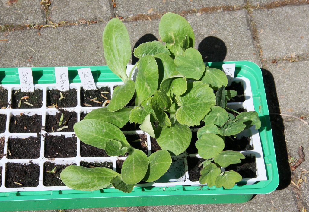Keimlinge in einer Aussatbox, Foto (C) Maja Dumat / flickr CC BY 2.0