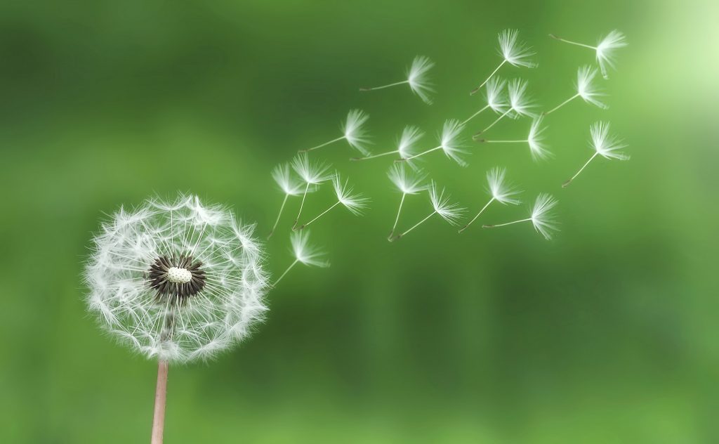 Löwenzahn lässt sich Gott sei Dank nicht ausrotten. Foto (C) Ecogood / flickr CC BY 2.0