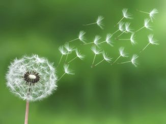 Löwenzahn lässt sich Gott sei Dank nicht ausrotten. Foto (C) Ecogood / flickr CC BY 2.0