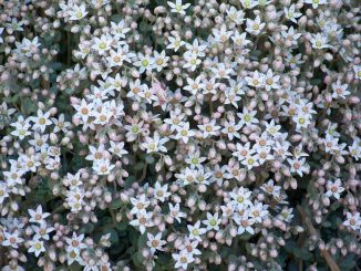Sedum-Arten bilden oft wunderschöne Blüten-Teppiche. Foto (C) Patrick Standish / flickr CC BY 2.0
