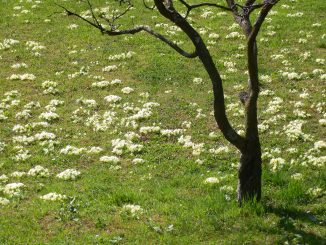 Wer so viele Blumen hat, darf getrost naschen. Foto (C) Irmgard Brottrager