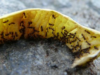 Es gibt sehr viele Ameisenarten. Hier sind schwarze Ameisen zu sehen. Foto (C) -stachelbeer / flickr CC BY 2.0