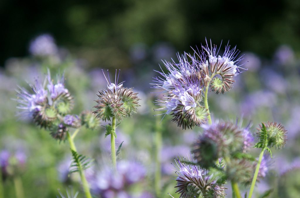 Die Phacelia wird auch “Bienenfreund” genannt. Foto (C) Maja Dumat / flickr CC BY 2.0